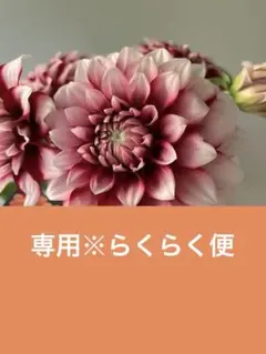 ピンクのダリア 中小編 - メルカリ