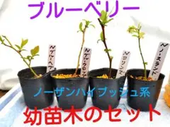 (119)ブルーベリーの幼苗木 　　　【４品種サービスセット】