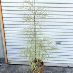 5年生　幼果肥大中　フィンガーライム接木苗／デザートライム　樹高140センチ 5年生 幼果肥大中 フィンガーライム接木苗／デザートライム 樹高140