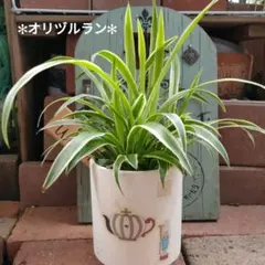 オリヅルラン 抜き苗のサムネイル