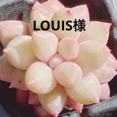 LOUIS様 リクエスト 4点 まとめ商品