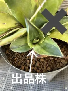 2026年最新】オバティフォリアキラーの人気アイテム - メルカリ