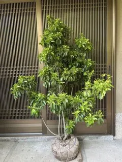 エバーフレッシュ 曲がり樹形 人気 大型 美形 観葉植物 カッシーナ