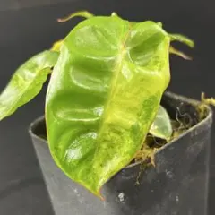 2025年最新】フィロデンドロン ビレッティア 斑入りの人気アイテム