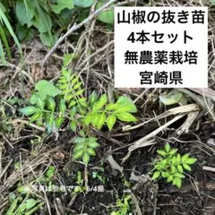 サンショウ苗　山椒苗　サンショウ苗木　さんしょう苗　山椒の実苗のサムネイル