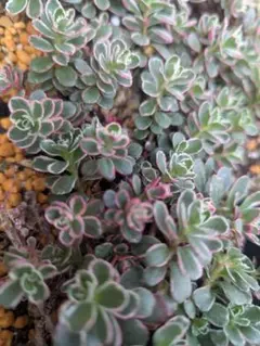 斑入りミセバヤ 多肉 カット苗 【4本】観葉植物 - メルカリ