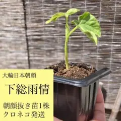 大輪日本朝顔 下総雨情 朝顔小苗1株のサムネイル