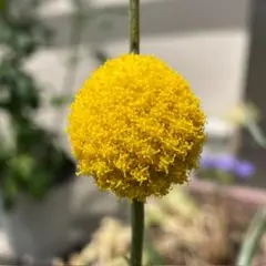 クラスペディア　種