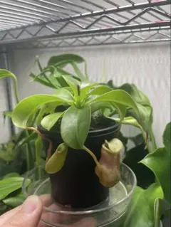 人気品種】食虫植物 ネペンテス・トランカータ×エドワードシアナ
