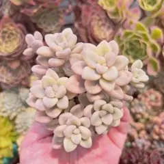 現物　多肉植物　エイレン錦のサムネイル