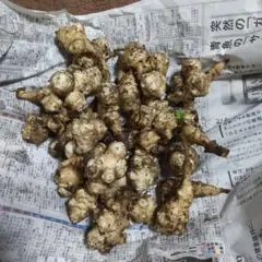 新鮮な土付き菊芋約1キログラム