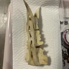 クリーム色　骨