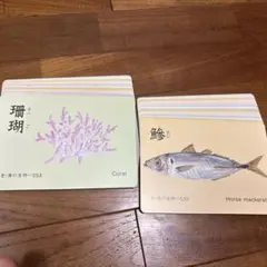 家庭保育園　絵カード　海の生物　水の生物　動物2