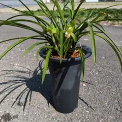 2026年最新】韓国春蘭の人気アイテム - メルカリ