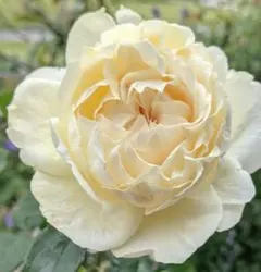 2026年最新】バラ苗 切花の人気アイテム - メルカリ