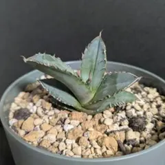 南条様 リクエスト 5点 まとめ商品