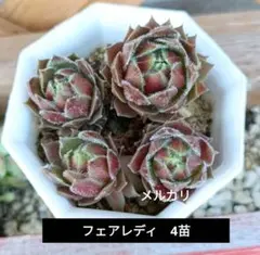 2026年最新】センペルヴィウムの人気アイテム - メルカリ