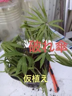 京都府産 香椿 新芽 100g 無農薬 匿名配送 - メルカリ