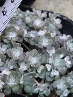 ノアの方舟様 リクエスト 4点 まとめ商品 ネコポスになります。