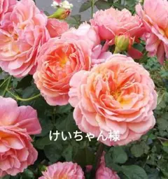 けいちゃん様専用ページ