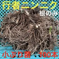 孟宗竹 山口県産 地下茎（苗） 約30cm （多少前後します）5本 1 - メルカリ