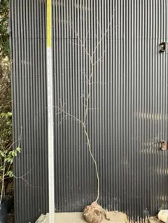 2026年最新】コハウチワカエデの人気アイテム - メルカリ