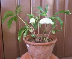 2026年最新】クリスマスローズ 開花株の人気アイテム - メルカリ