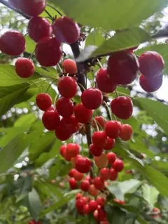 A394熱帯果樹 アセロラ苗⭐トロピカルフルーツビタミンCの王様♥️沖縄