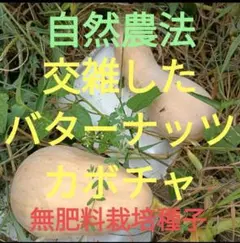 自然農法　交雑したバターナッツカボチャの種（無肥料栽培種子）の固定種14粒