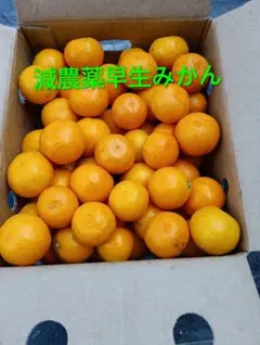 いちご大福様専用 和歌山産　減農薬早生みかん小玉5kg