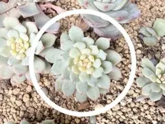 2025年最新】おらいさん苗 ちょこんの人気アイテム - メルカリ