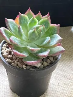 2025年最新】チワワエンシスの人気アイテム - メルカリ