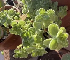 多肉植物アロマティカス5本カット