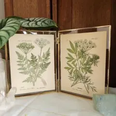 2025年最新】植物図鑑 アンティークの人気アイテム - メルカリ