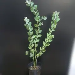 flor patio様ご予約品