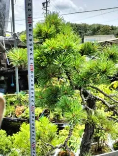 直接引取限定】庭木 五葉松 段づくり 樹高約2m80㎝ 日本庭園 盆栽 植木