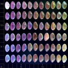 桜貝【片貝】66枚(穴無し)07