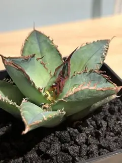 2026年最新】オテロイ 選抜の人気アイテム - メルカリ