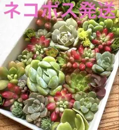 多肉植物❤️ セダム 韓国苗 寄せ植え 詰め合わせ セット つぶつぶ❤️のサムネイル