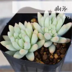 yayasan3様 リクエスト 2点 まとめ商品