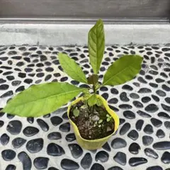 COCO ☺︎コメント前にプロフ確認❤︎様 リクエスト 2点 まとめ商品