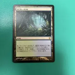 MTG 霧深い雨林 ゼンディカー Misty Rainforestのサムネイル