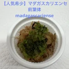 【人気希少】マダガスカリエンセ 前葉体 madagascarienseのサムネイル