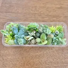 多肉植物カット苗詰め合わせ 2026年最新】多肉植物 カット苗 詰め合わせの人気アイテム - メルカリ