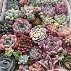 【46】多肉植物 カット苗 詰め合わせ 寄せ植えセット