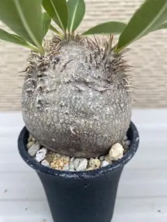 2025年最新】恵比寿笑い 現地球の人気アイテム - メルカリ