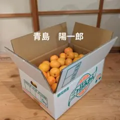 三ヶ日青島みかん 5kg箱込み 静岡県産