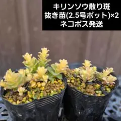 ma.yu.mi様 リクエスト 2点 まとめ商品