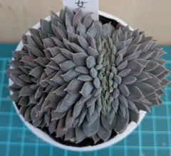 2025年最新】銀天女の人気アイテム - メルカリ