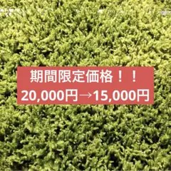 天然ハイゴケ 無農薬 大容量 約40×30cm テラリウム 苔 10枚 - メルカリ